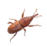 Rice Weevil - - Common Pantry Pests in Sevierville, TN