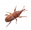 Rice Weevil - - Common Pantry Pests in Sevierville, TN