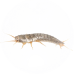 Silverfish Pest Control for Sevierville, TN