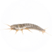 Silverfish Pest Control for Sevierville, TN