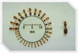 Different Sizes of Imported Fire Ant