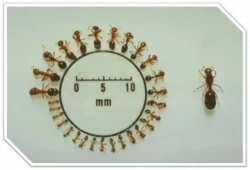 Different Sizes of Imported Fire Ant