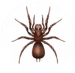 Spider Pest Control for Sevierville TN and Surrounding Areas