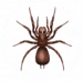 Spider Pest Control for Sevierville TN and Surrounding Areas