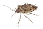 Common Fall Pests in Sevierville, TN