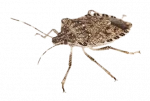 Common Fall Pests in Sevierville, TN