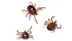 Pest Control Tips for Pet Owners in Sevierville, TN