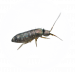 Springtail Pest Control for Sevierville, TN